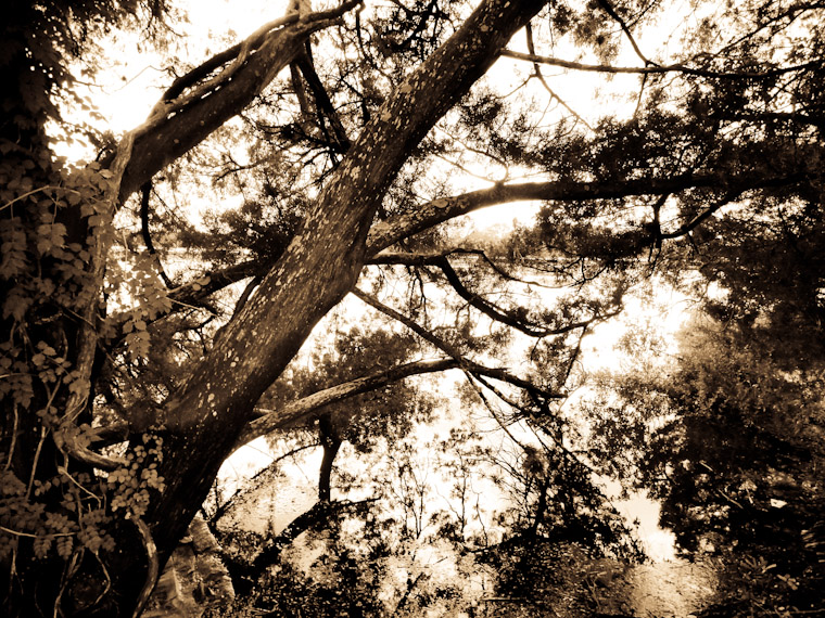 Photo of tangle reflection in Saint Augustine Florida