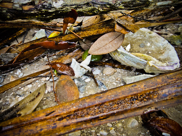 Washed up stil life photo in Saint Augustine Florida