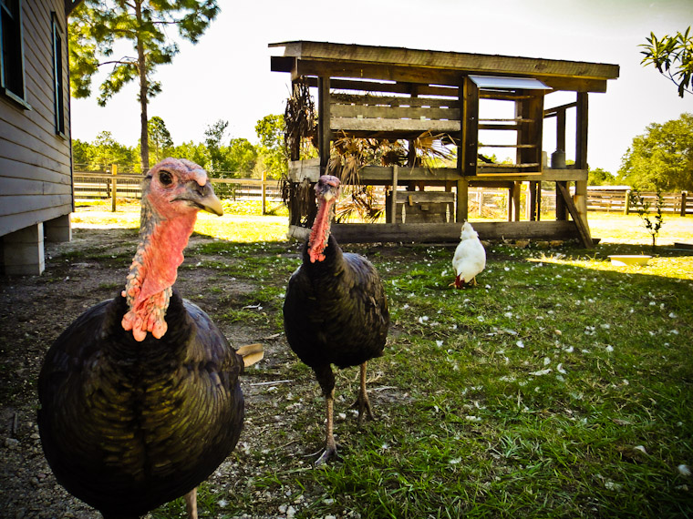 Turkey Attack photo in Flagler County