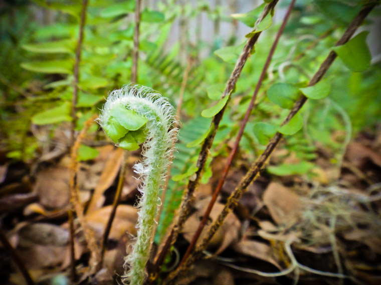 Photo of Spring Fern in Saint Augustine Florida