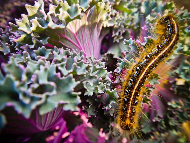 Picture of caterpillar cabbage colors in Saint Johns County