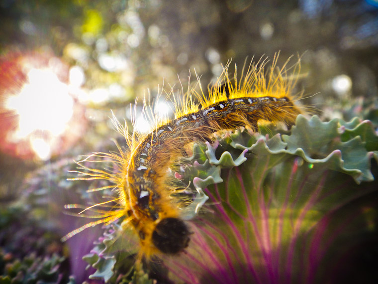 Photo of ornamental cabbage caterpillar in Saint Augustine Florida