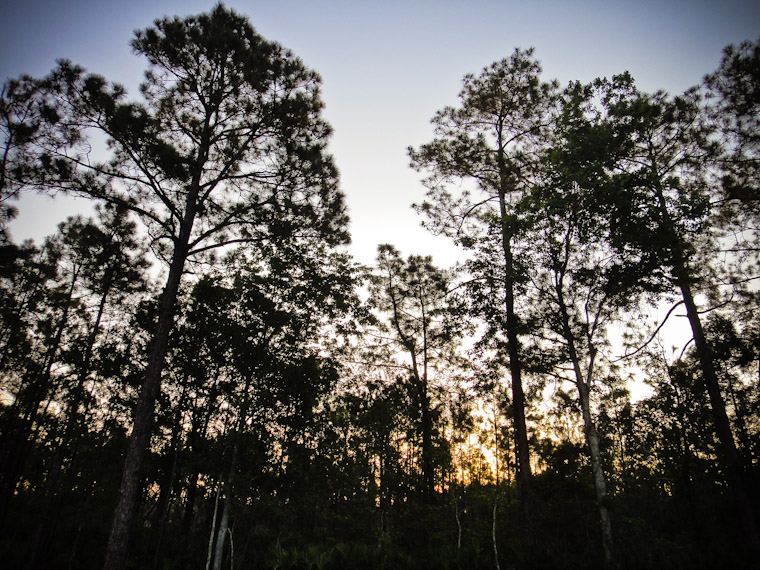 Photo of I-95 woods in Saint Johns County Florida