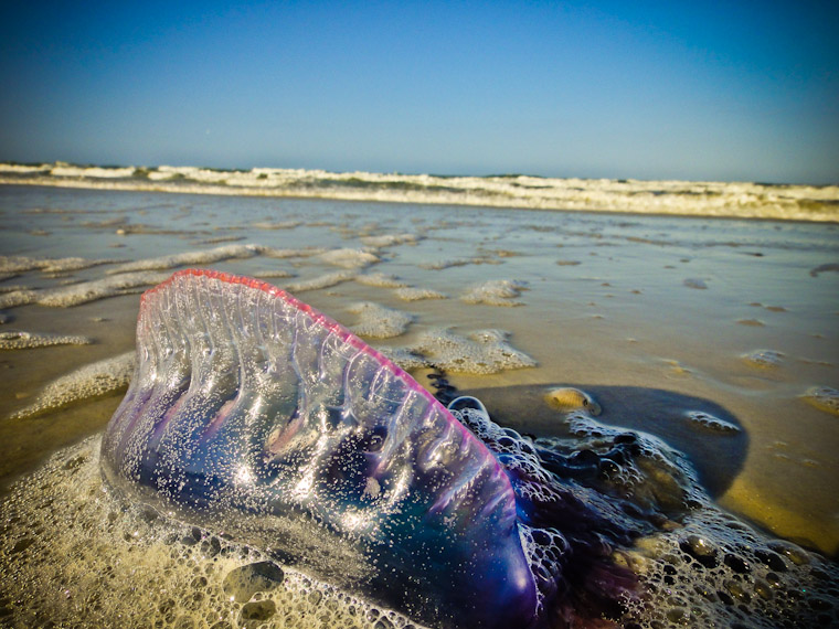 Photo of portuguese man of war jellyfish on St Augustine beach, Florida