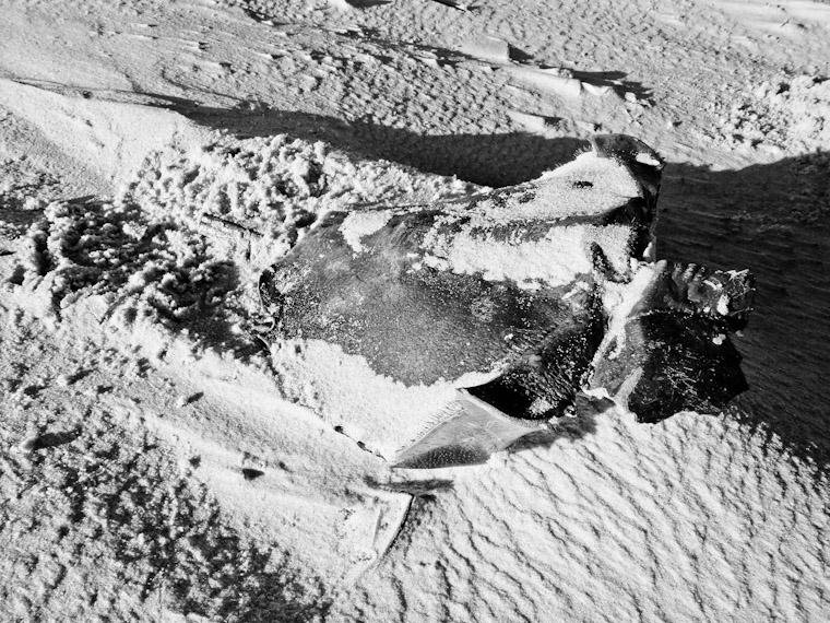 Photo of horseshoe crab shell in St Augustine Beach