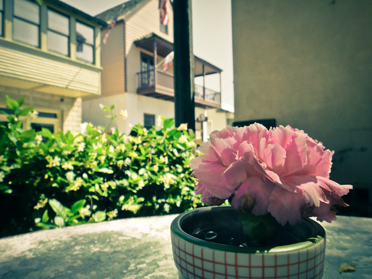 Picture of Schmagel's Bagels flower in St Augustine Florida