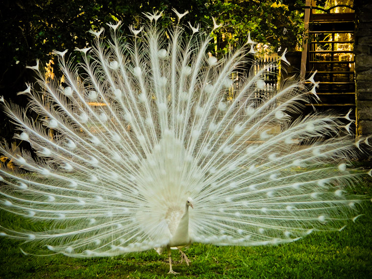 Photo of Albino Peacock in St Augustine Florida