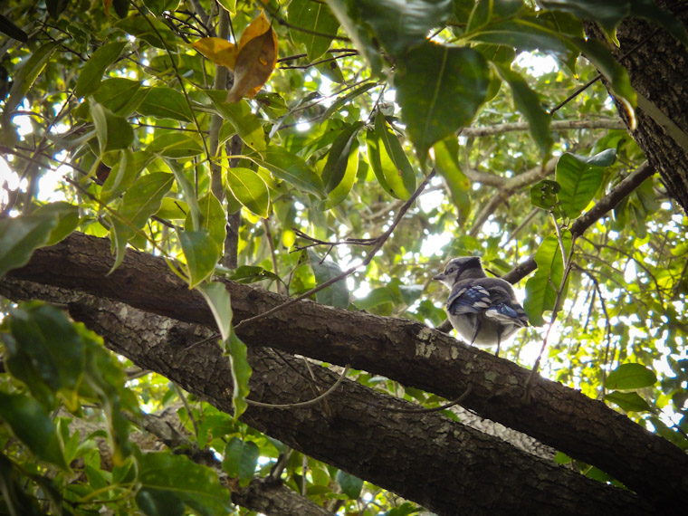 Baby blue jay waiting for mama's breakfast in Florida