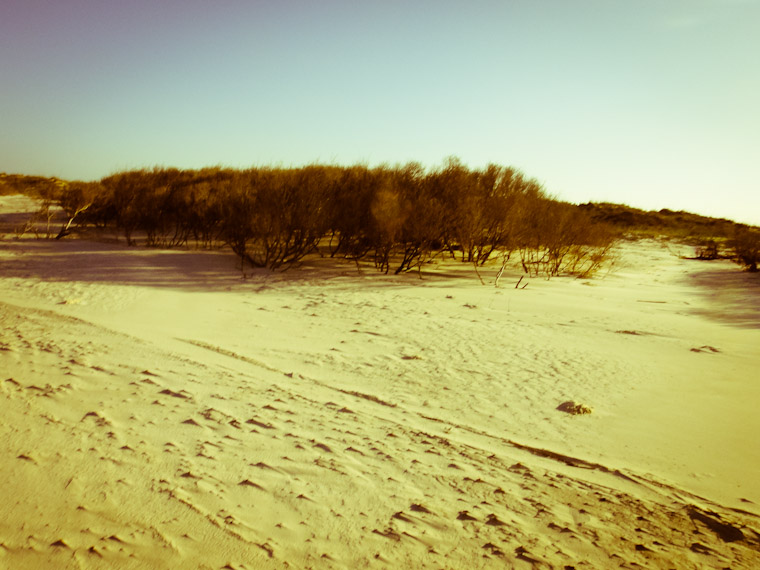 Dead dune plants in St Augustine Beach