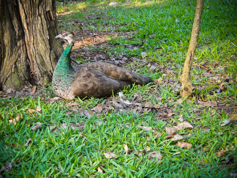 Sitting peahen photo in St Augustine Florida
