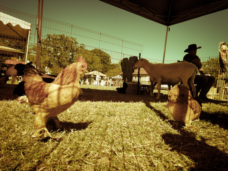 Picture of petting zoo silhouette in Saint Augustine Florida