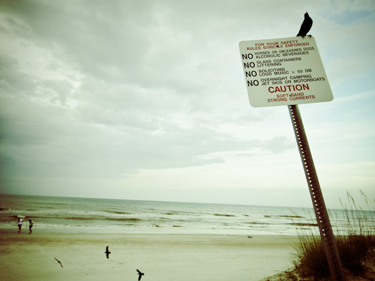 Avian beach rule patrol in Saint Augustine Florida