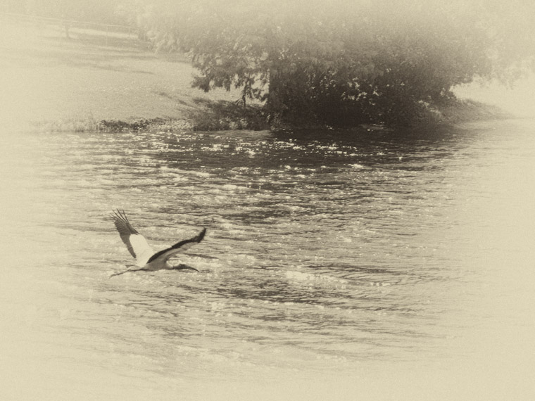 Photo of flying wood stork in Saint Augustine Florida