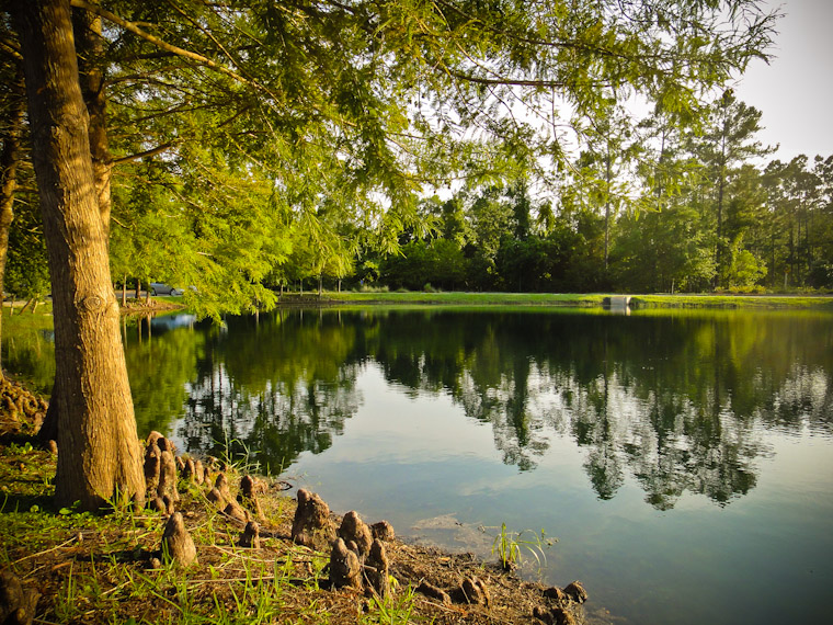 Difference a year makes in library pond in Saint Johns County photos