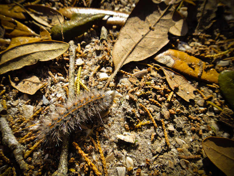 Picture of caterpillar crawling in Saint Augustine Florida