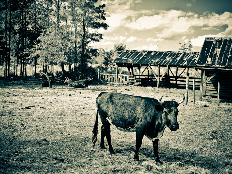 Picture of cracker cattle call in Saint Augustine Florida