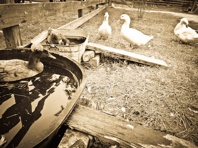 Photo of ducks swimming in tubs in Saint Augustine Florida