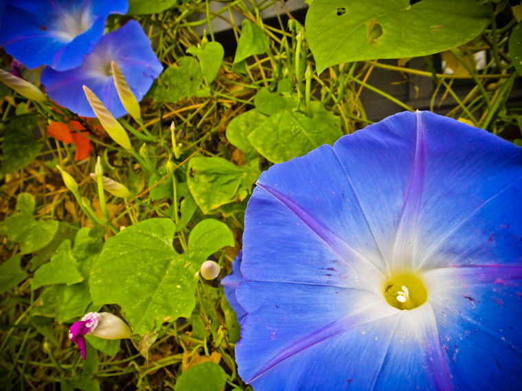 Photo of blue flowers in saint augustine florida