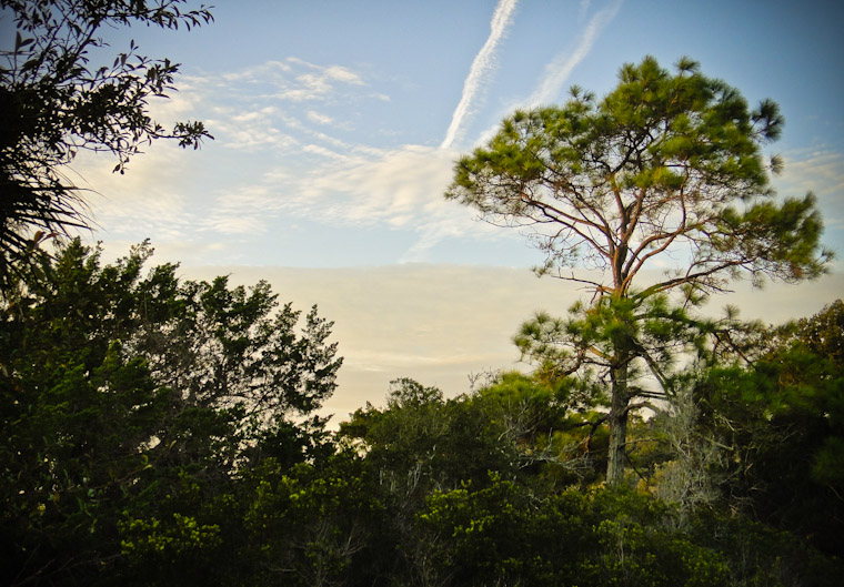 Photo of Tree at guana tolomato preserve in Saint Augustine Florida
