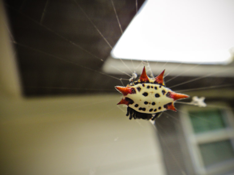 Picture of spinybacked orbweaver spider in Saint Augustine Florida