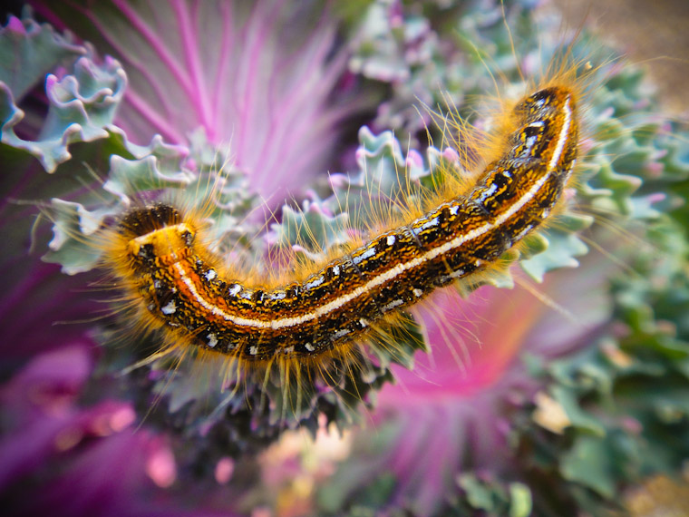 Cabbage and caterpillar