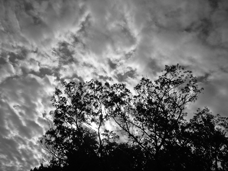 Tree Silhouette in St Augustine Florida