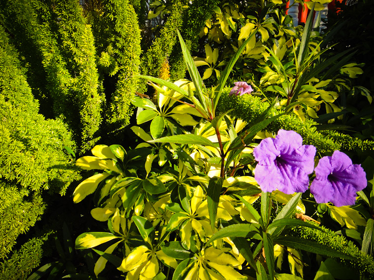 Purple flowers in Saint Augustine Florida