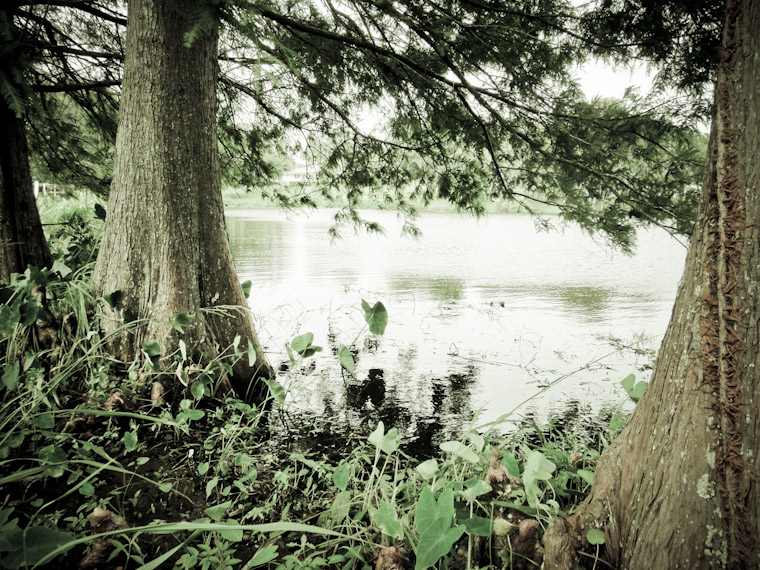St Augustine Shores Lake Trees