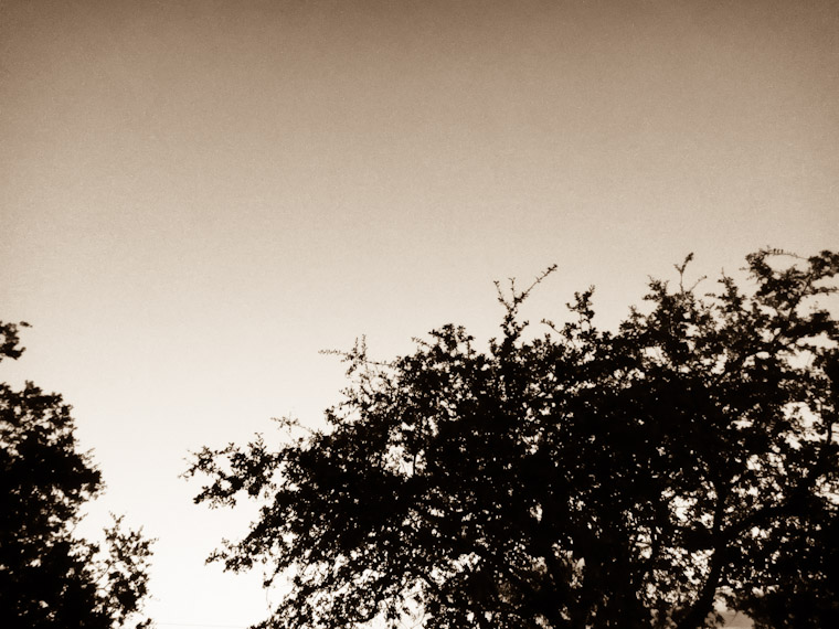 Sepia Tree Texture