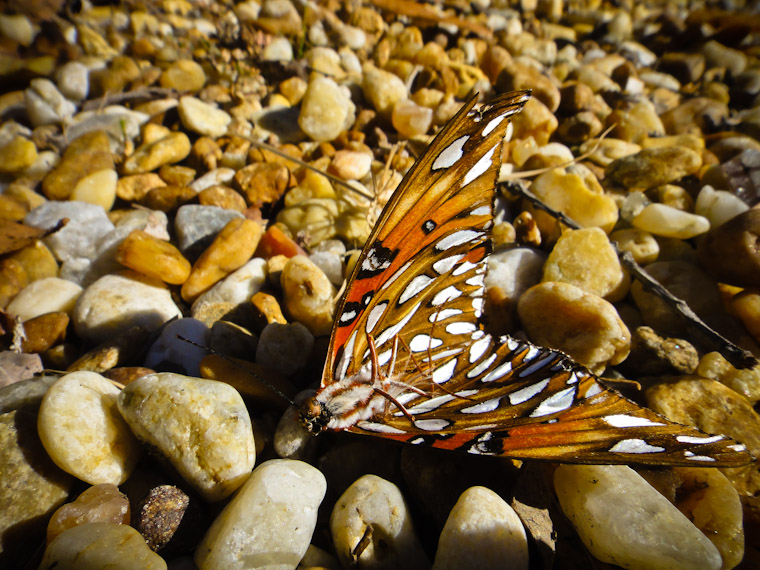 Dead gulf fritillary butterfly photo