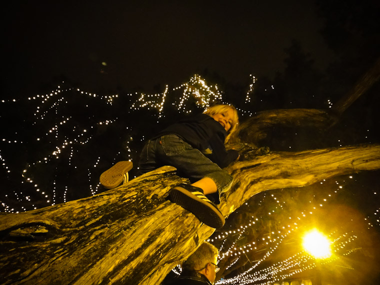 Tree climbing at nights of lights in saint augustine florida