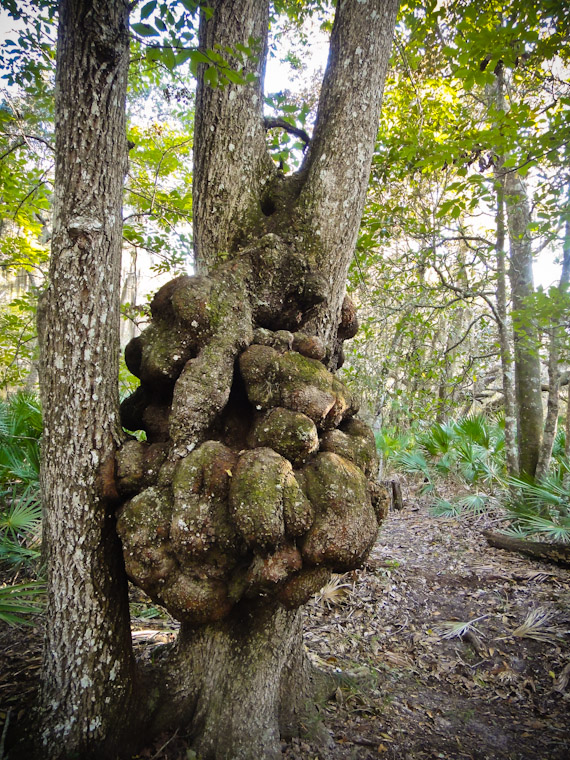 Thanksgiving tree