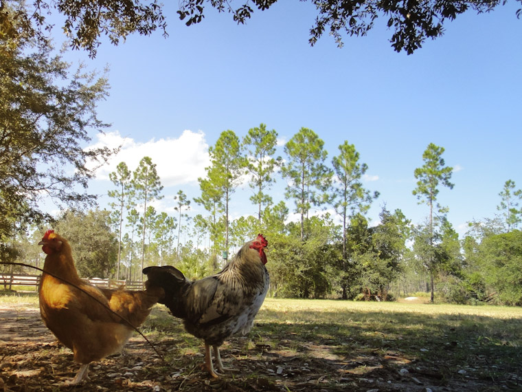 Picture of a chicken standoff in Saint Augustine Florida