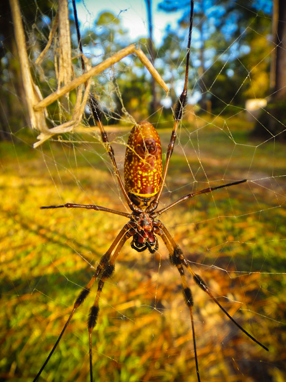 Golden Silk Orb-Weaver Spider in St Augustine Florida