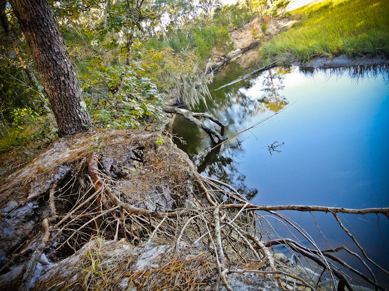 Tree on its last legs in Moses Creek St Augustine Florida