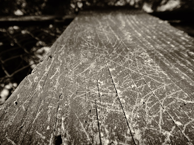 Picture of animal claw marks