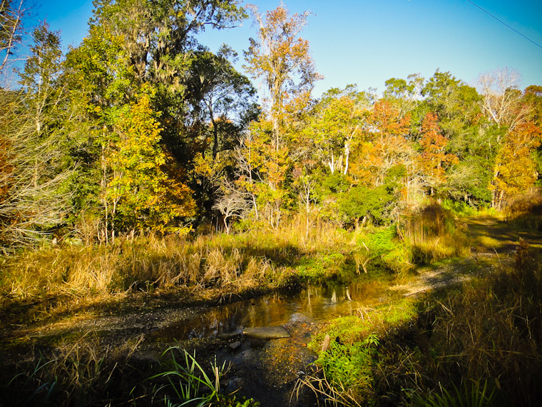 Fall leaves in St Augustine Florida