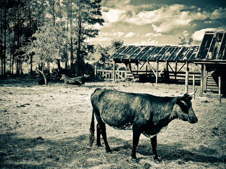 Cattle relaxing in Saint Augustine Florida