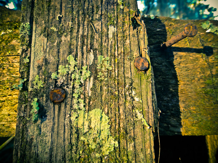 Nailed it photo of fungus on wood