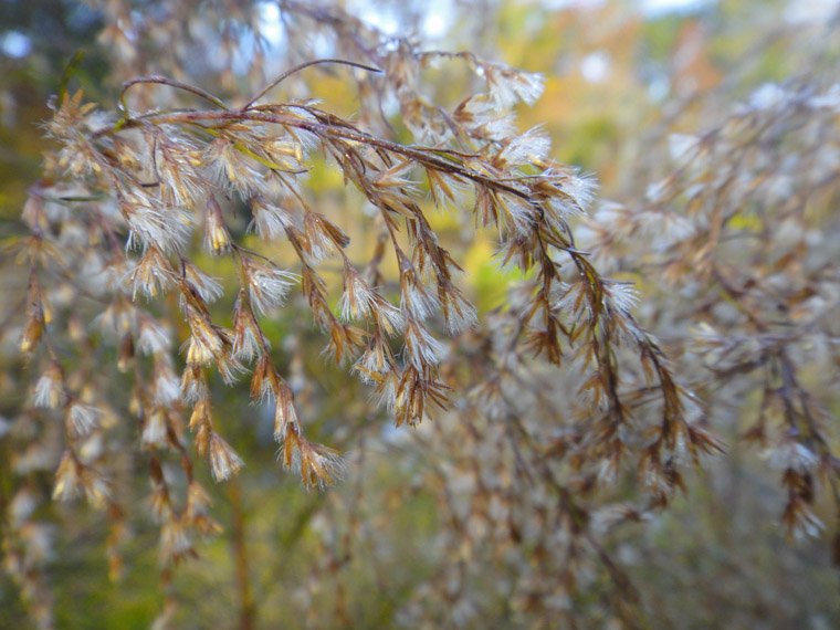 Morning dew