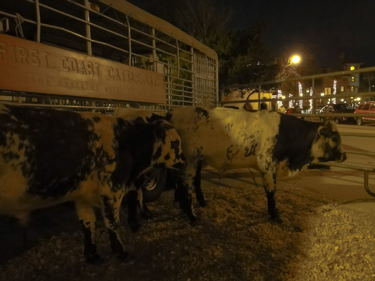 First coast andalusian cattle