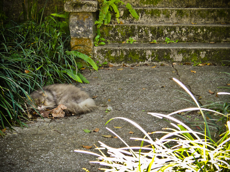 Saragossa Street Wilford Brimley Cat