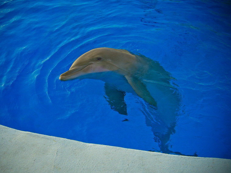 Picture of Nellie the dolphin at Marineland