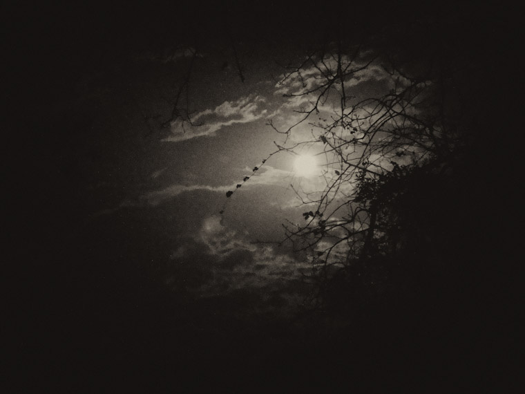 Photo of moon light through trees