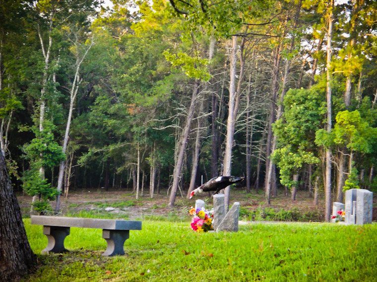 Picture of a duck stopping to smell the flowers in a cemetary