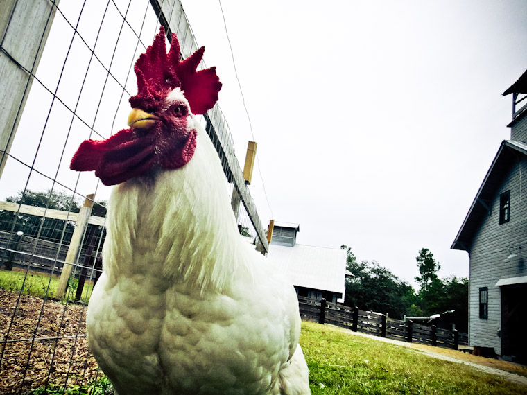 Rooster cock fascinated by shiny camera at Agricultural museum farm