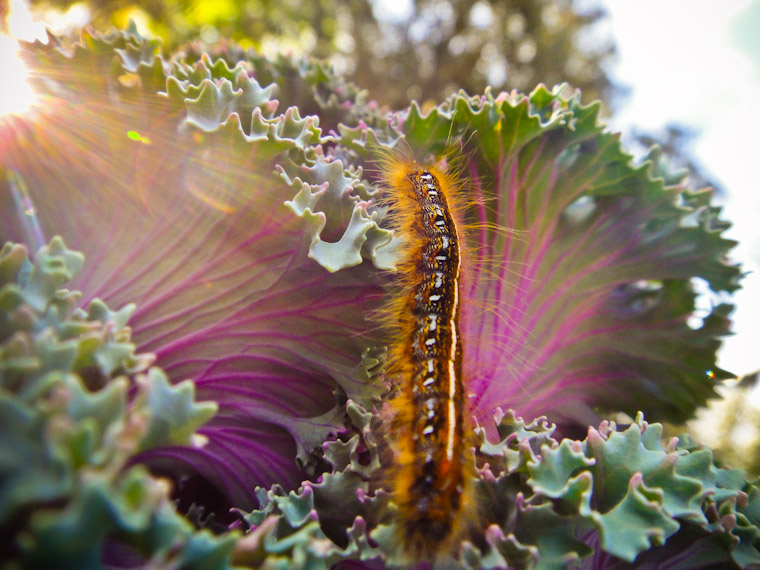 Caterpillar crawling on ornamental cabbage