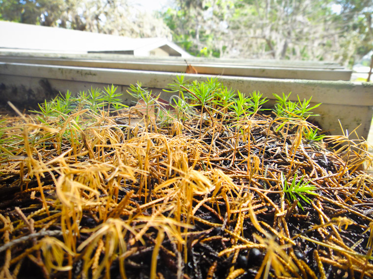 Picture of small trees growing on carport