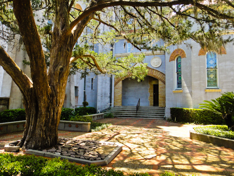Picture of live oak at memorial presbyterian church