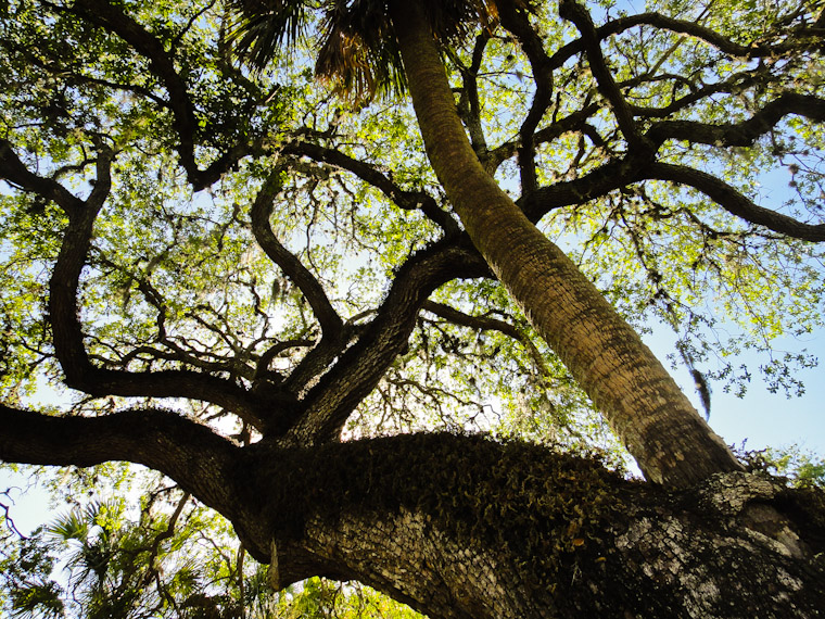Kissing Tree on Cordova